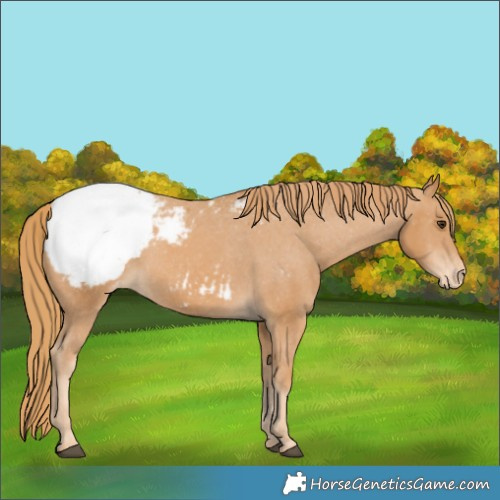 Horse Color:Chestnut Appaloosa 