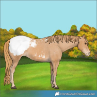 Horse Color:Chestnut Snowcap 
