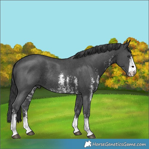 Horse Color:Black Sabino Rabicano 