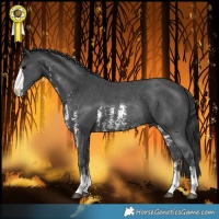 Horse Color:Black Sabino Rabicano 
