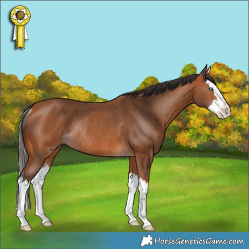 Horse Color:Bay Splash Rabicano