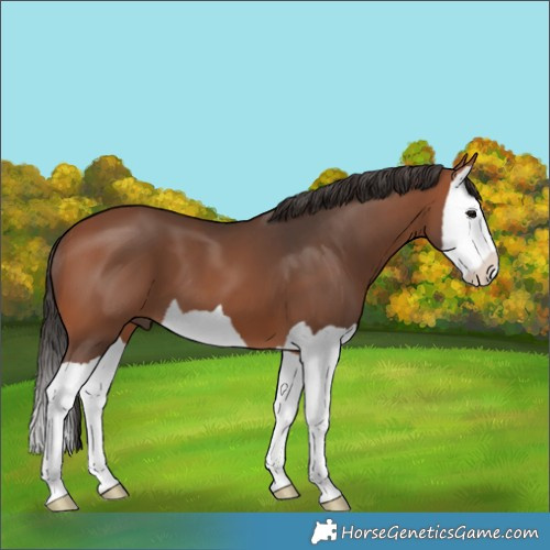 Horse Color:Bay Splash 