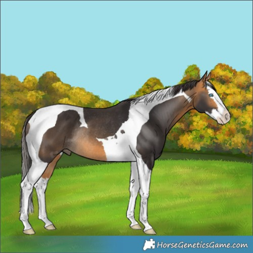 Horse Color:Buckskin Splash Tobiano Rabicano 