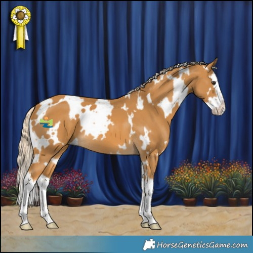 Horse Color:White Spotted Palomino Splash