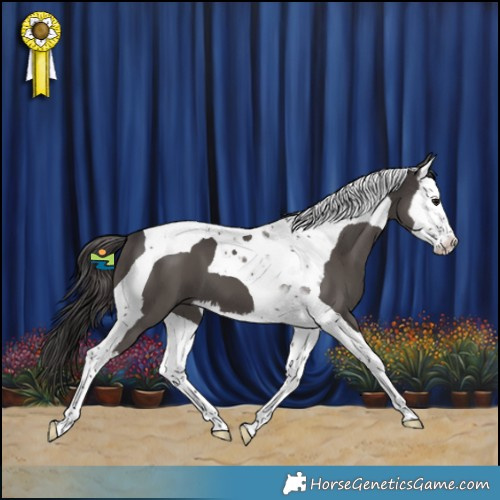 Horse Color:Smoky Black Splash Tobiano 