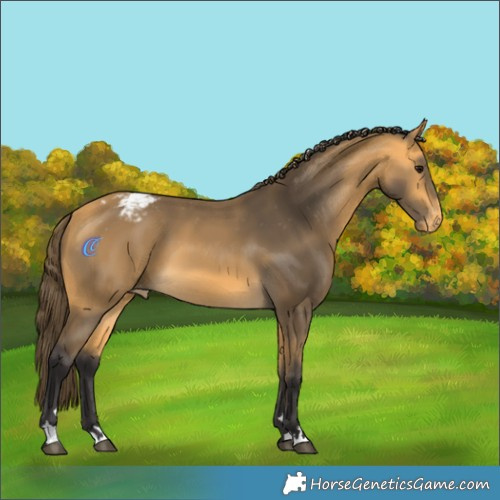 Horse Color:Buckskin Appaloosa 