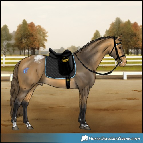 Horse Color:Buckskin Varnish