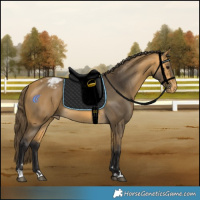 Horse Color:Buckskin Varnish 