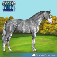 Horse Color:White Spotted Silver Blue Chinchilla Roan 