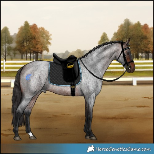 Horse Color:Brown Roan 