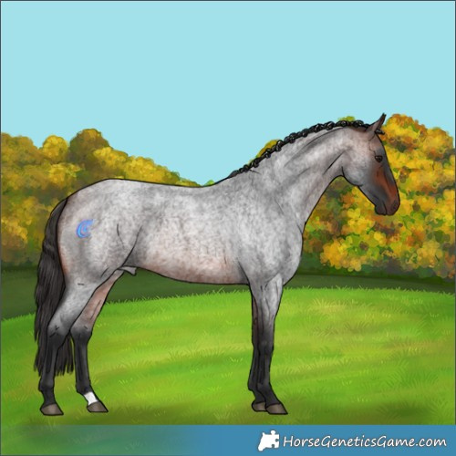 Horse Color:Brown Roan 
