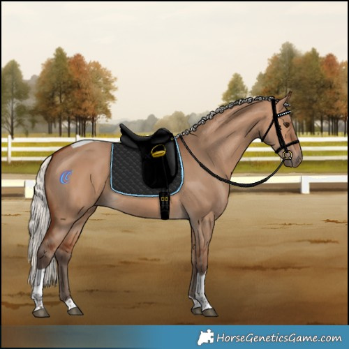 Horse Color:Silver Bay Dun Tobiano Rabicano