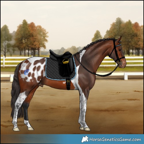 Horse Color:Bay Tobiano Appaloosa