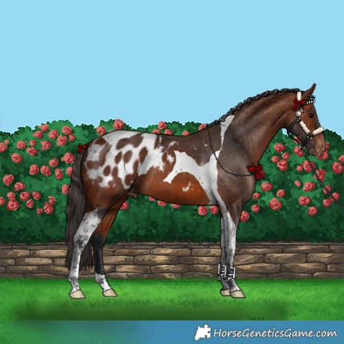Horse Color:Bay Tobiano Appaloosa