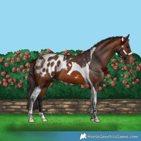 Horse Color:Bay Tobiano Appaloosa