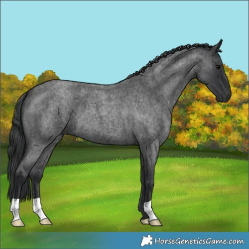 Horse Color:Blue Roan