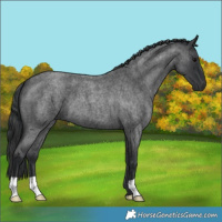 Horse Color:Blue Roan 
