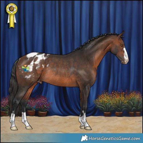 Horse Color:Brown Appaloosa Rabicano