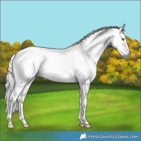 Horse Color:Chocolate Palomino Chinchilla Roan