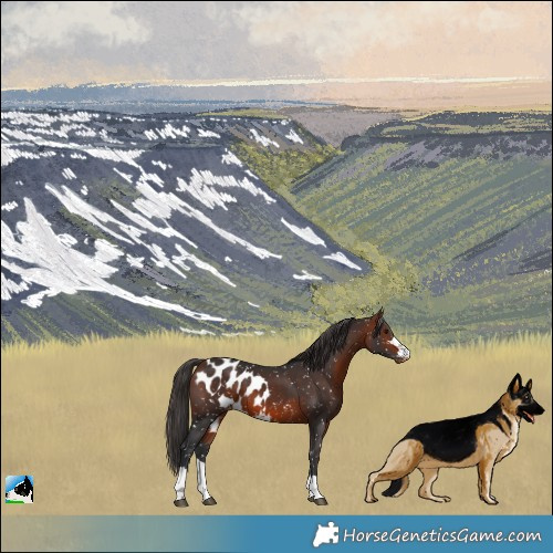 Horse Color:Bay Skewed Appaloosa 