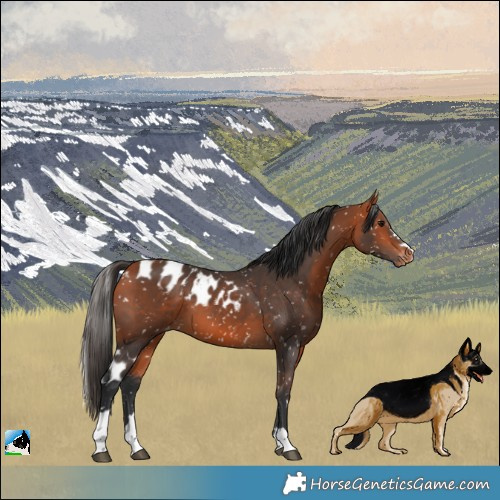 Horse Color:Bay Skewed Appaloosa 