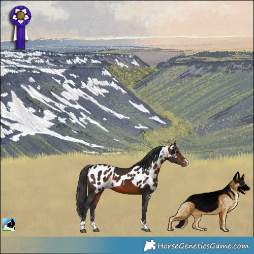 Horse Color:Bay Skewed Appaloosa 