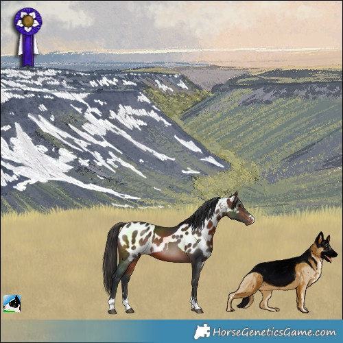Horse Color:Bay Skewed LP Spotted 