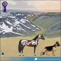 Horse Color:Bay Skewed Appaloosa