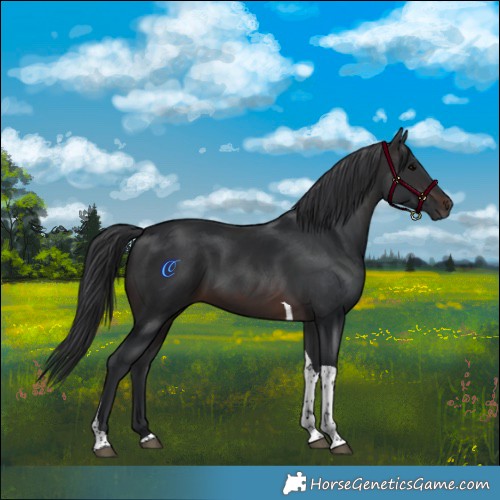Horse Color:Brown Tobiano 