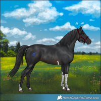 Horse Color:Brown Tobiano 