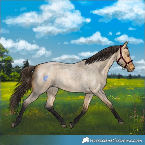Horse Color:Buckskin Roan Dun Rabicano 