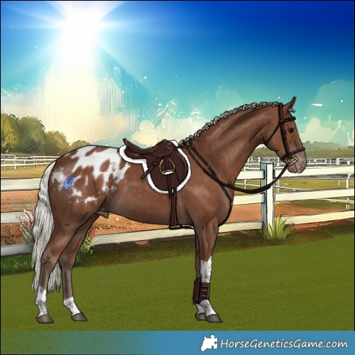 Horse Color:Silver Black Tobiano Appaloosa