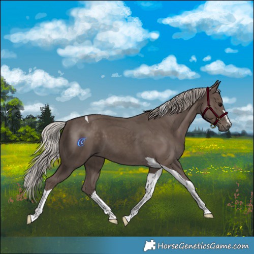 Horse Color:Silver Black Tobiano 