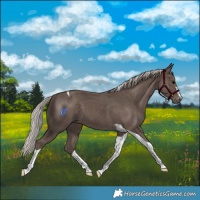 Horse Color:Silver Black Tobiano