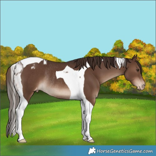 Horse Color:Liver Chestnut Tobiano Appaloosa Rabicano 