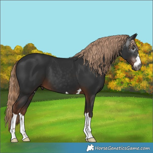 Horse Color:Gray Liver Chestnut 