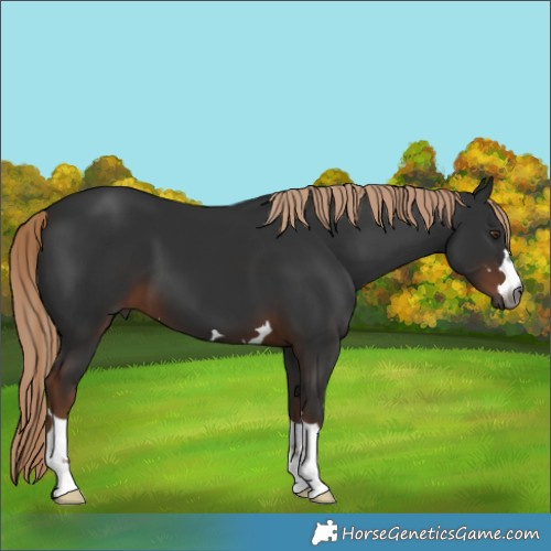 Horse Color:Gray Liver Chestnut 