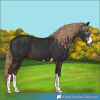 Horse Color:Gray Liver Chestnut 