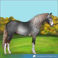 Horse Color:Gray Liver Chestnut 