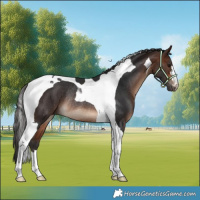 Horse Color:Brown Tobiano Rabicano 