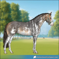 Horse Color:Buckskin Sabino