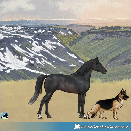 Horse Color:Brown Mushroom Rabicano