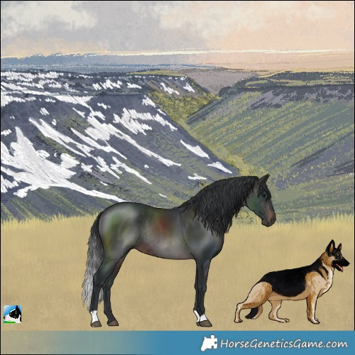 Horse Color:Brown Mushroom Rabicano 