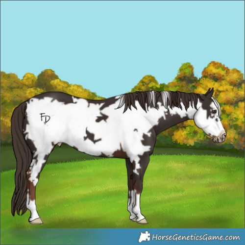 Horse Color:Liver Chestnut Frame 