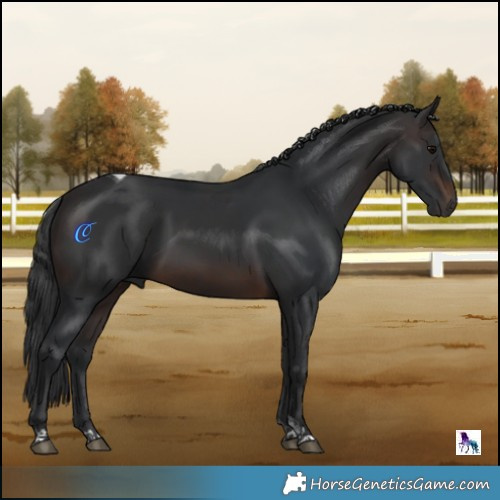 Horse Color:Brown Tobiano 