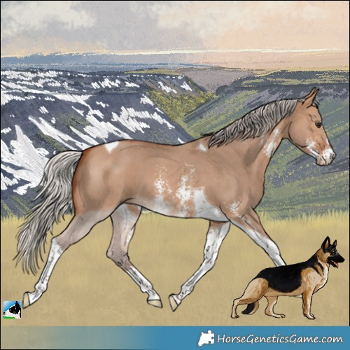 Horse Color:Silver Bay Dun Sabino Tobiano 