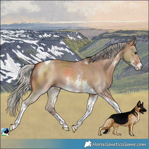 Horse Color:Silver Bay Dun Sabino Tobiano 