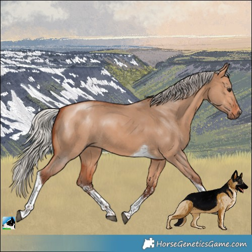 Horse Color:Silver Bay Dun Sabino Tobiano 