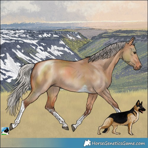 Horse Color:Silver Bay Dun Sabino Tobiano 