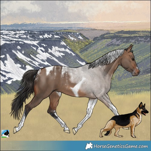Horse Color:Powder White Bay Dun Tobiano